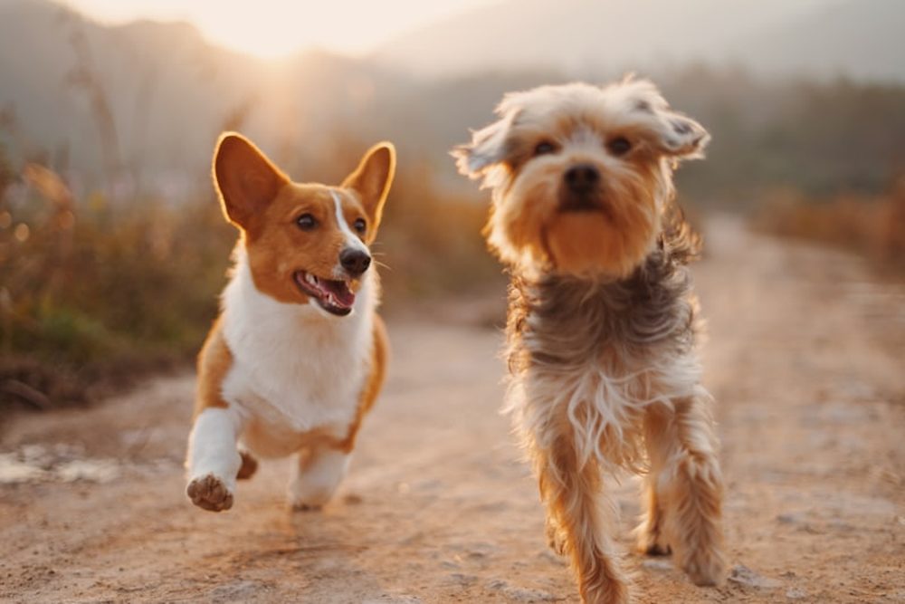 Mon chien aboie lorsqu'il est seul : causes et conseils